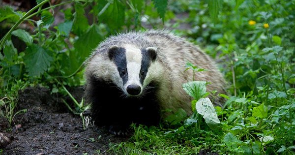 -badgers.jpg