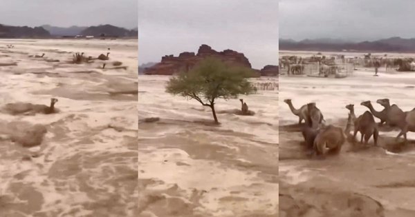 camels_collage.jpg