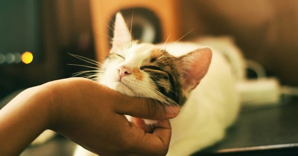 cat_-_cropped.jpg