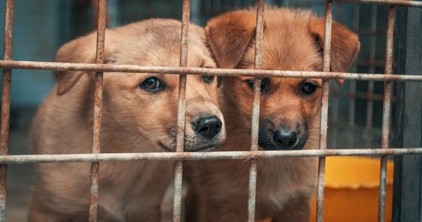 covid_puppies.jpg