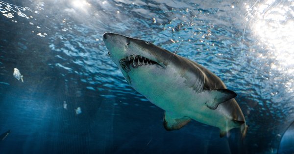 fb_shark.jpg