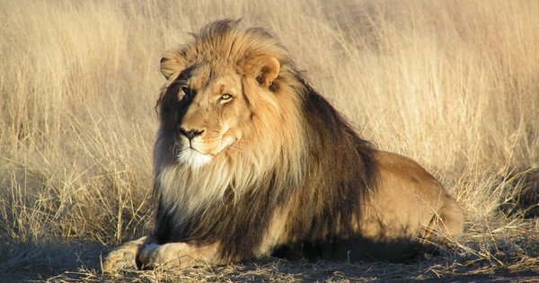 lion-cropped.jpg