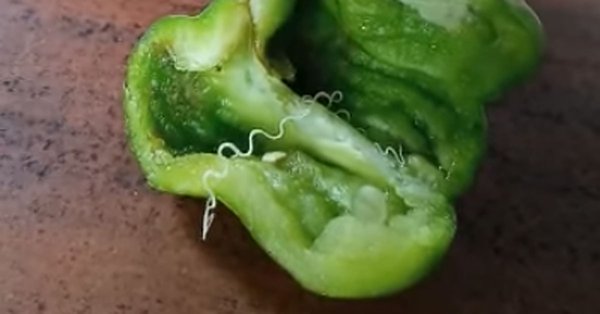 pepper.jpg