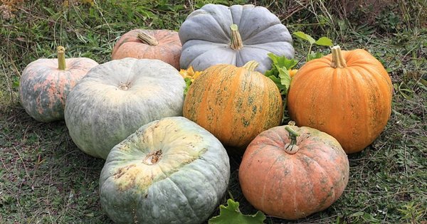 pumpkins-cropped.jpg